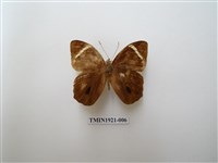 藏品(台灣黛眼蝶)的圖片